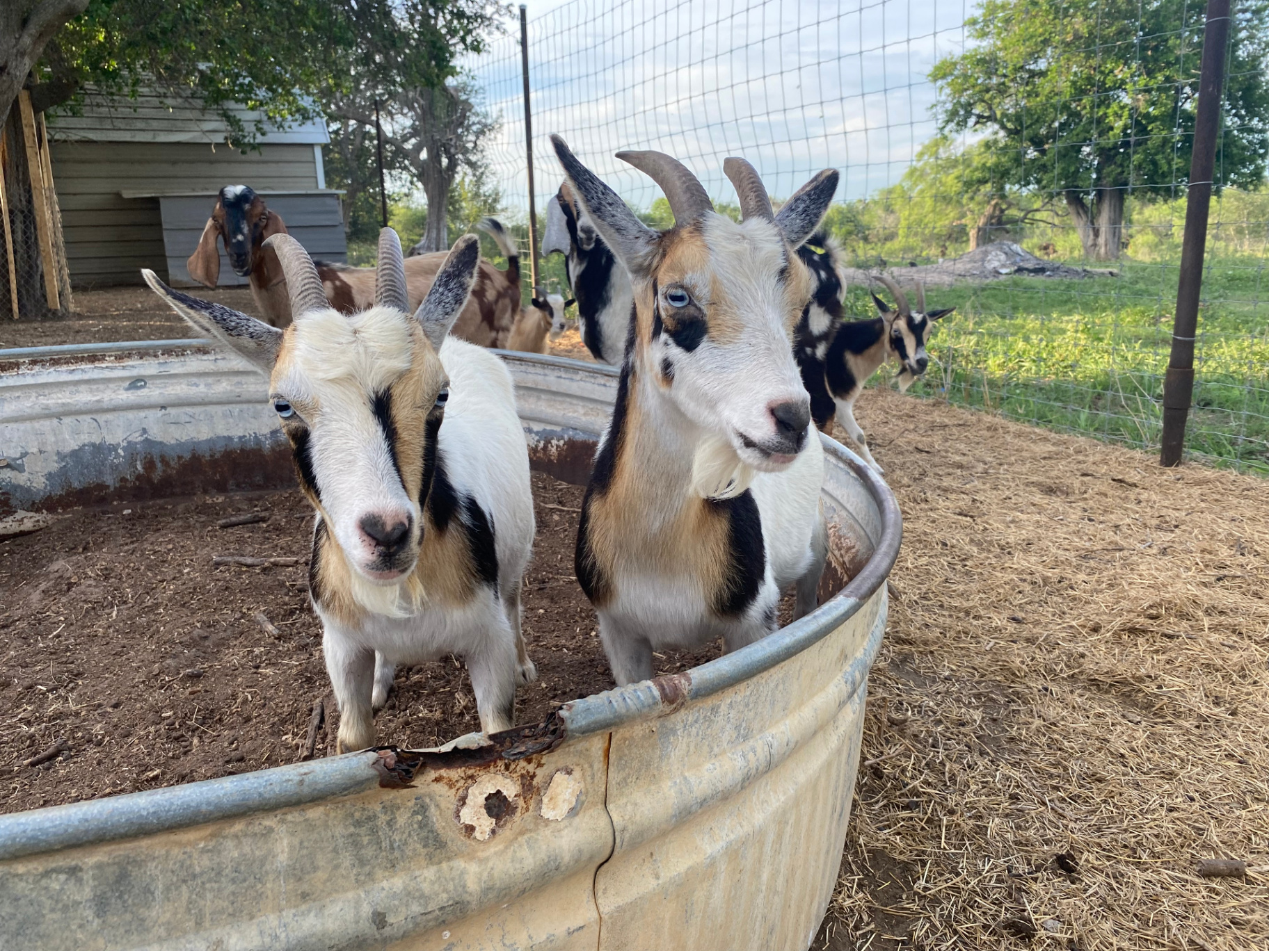 Nigerian Dwarf Goats