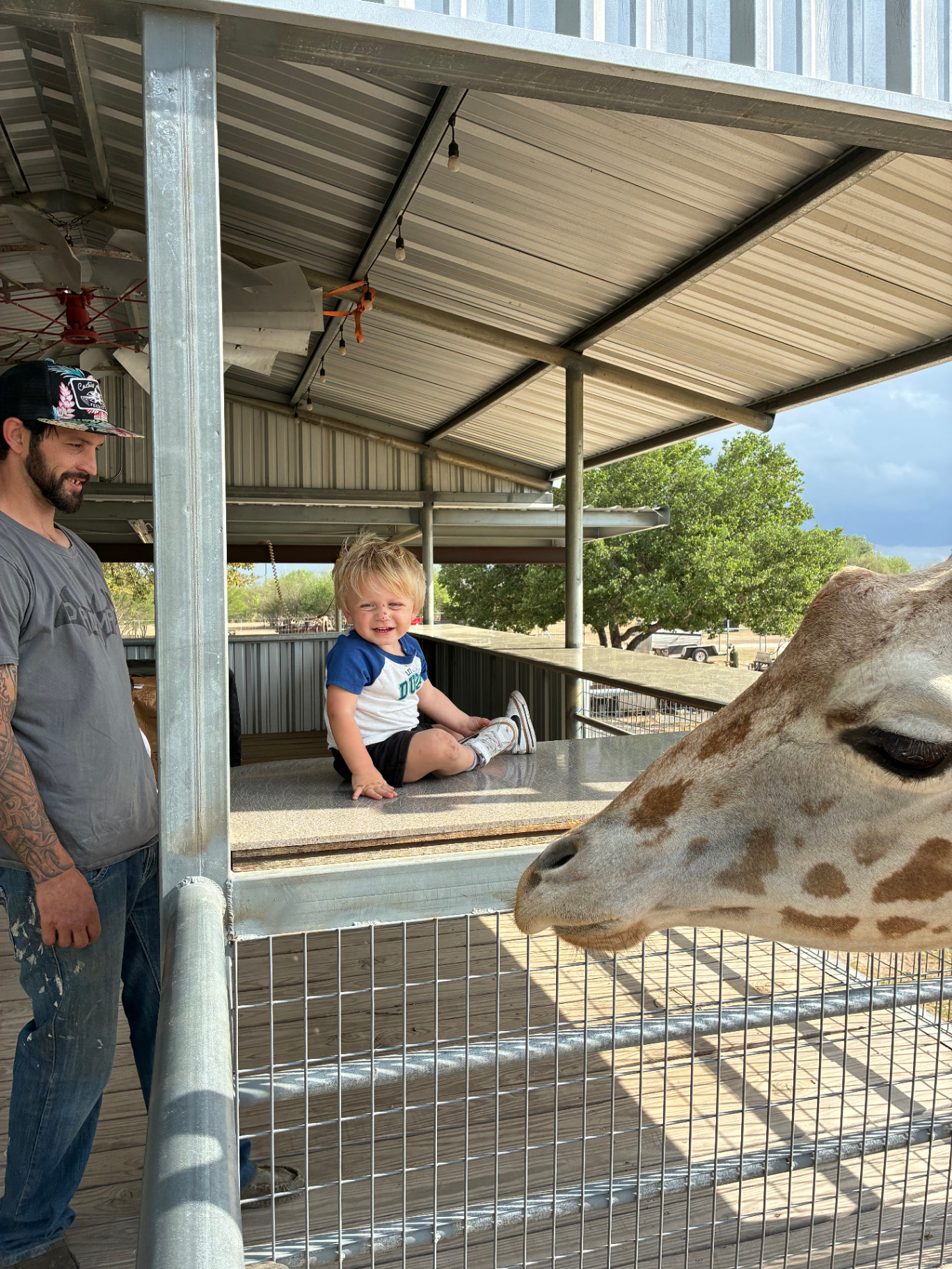 Giraffes