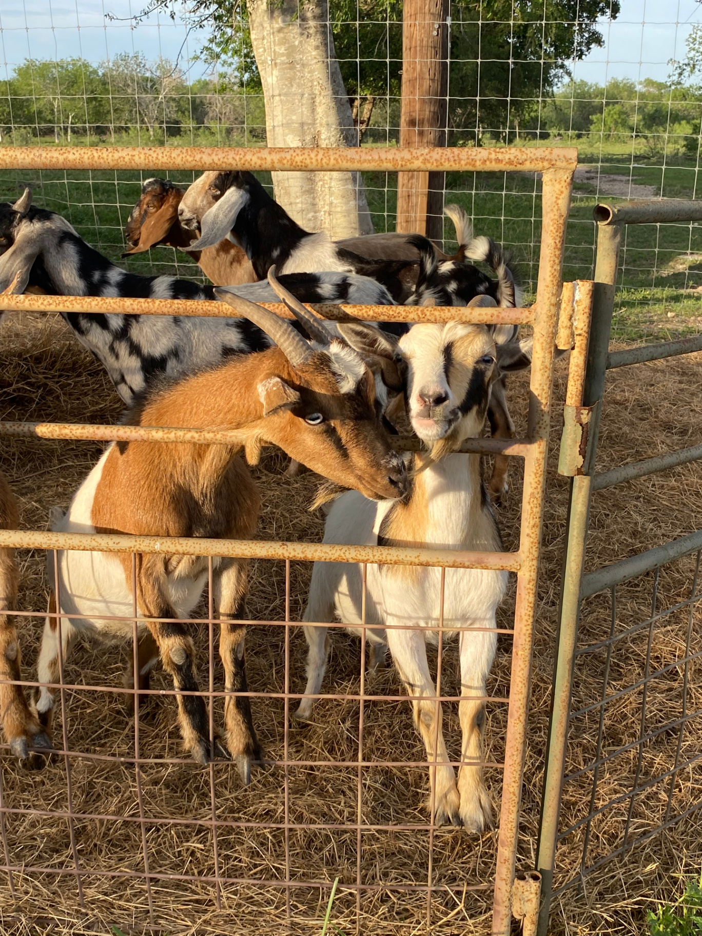 The Whole Herd